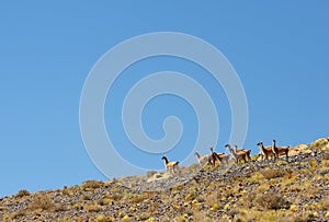 Flock of vicunas