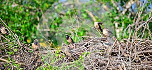 Flock of visiting rosy starlings sunning in shrubs in Bundala national park