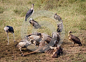 a flock of vultures fights over a fresh kill in Ngorogoro crater, in Tanzania