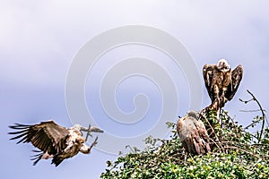 The flock of Vultures Playing And Flying On The Tree Maasai Mara National Game Reserve Park In Narok County