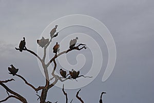 Flock of Vultures sitting on a dead tree at dusk in Africa