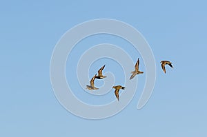 Flock with wader birds in flight by fall migration photo