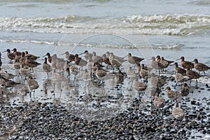 Flock of waders photo
