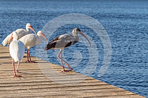 Flock of wading birds on a dock