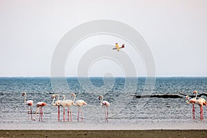 A flock of walking flamingos after a wildfire in Alexandroupolis Evros Greece, aerial firefighting waterbombing plane photo