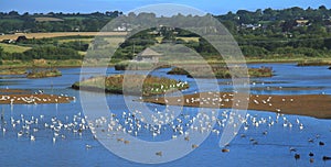 Flock of waterbirds in Black Hole Marsh photo
