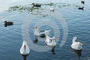 Flock of waterbirds on lake photo