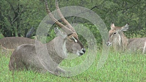 Flock of Waterbuck antelopes