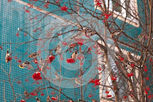 Flock of waxwings on a rowan tree