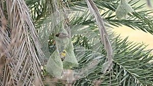 The Flock of Weaver Bird seen with their nests