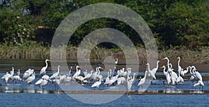 Flock of Wetland Birds at the Pond