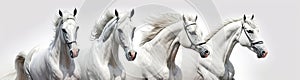 A flock of white Arabian running horses on a white background. Generative AI