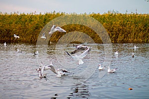 A flock of white big seagulls in an autumn park are fishing in the lake