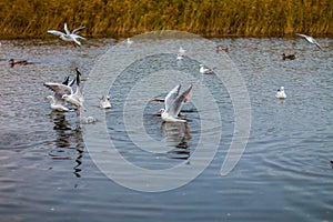 A flock of white big seagulls in an autumn park are fishing in the lake