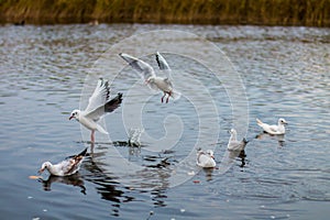 A flock of white big seagulls in an autumn park are fishing in the lake