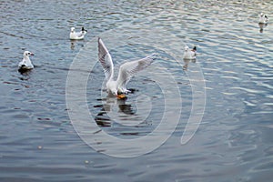 A flock of white big seagulls in an autumn park are fishing in the lake