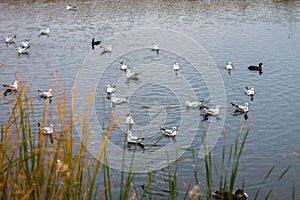 A flock of white big seagulls in an autumn park are fishing in the lake