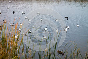 A flock of white big seagulls in an autumn park are fishing in the lake