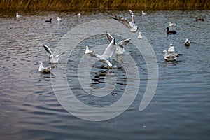 A flock of white big seagulls in an autumn park are fishing in the lake