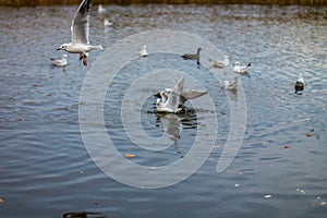 A flock of white big seagulls in an autumn park are fishing in the lake