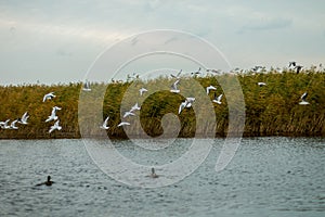 A flock of white big seagulls in an autumn park are fishing in the lake