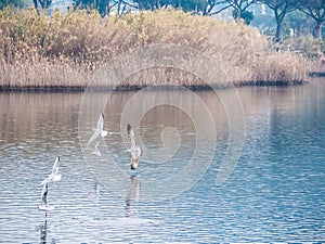 Flock of white birds fly on the lake