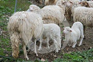 Flock of white and black adult sheep with their lambs resting in the fields of the farm