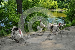 A flock of white and black adults and young turkey hens,  toms and  poults on the shore of the pond. A family of free-range