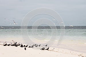 Flock of white and black birds on tropical beach. Seagulls on white sand beach. Scenic tropical seascape with blue water.