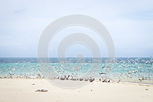 Flock of white and black birds on tropical beach. Seagulls on white sand beach. Scenic tropical seascape with blue water.