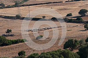 Flock of white, black and brown sheep on a summer pasture. Rural scene, farming concept