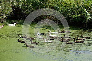 Flock of white and brown ducks in the lake or pond overgrown wit