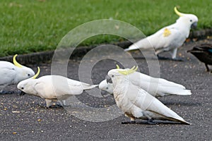 A flock of white cockatoos