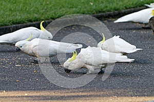 A flock of white cockatoos