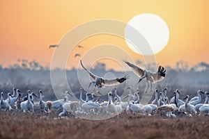 flock of white cranes under the morning sun