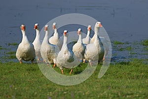 Flock of white domestic geese marching