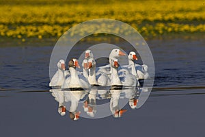 Flock of white domestic geese swiming on the lake