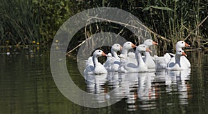 Flock of white domestic geese swiming on the lake