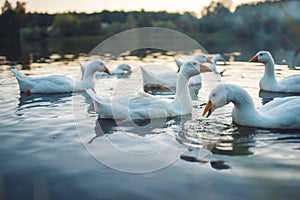 A flock of white Domestic Geese swimming in lake in evening. Domesticated grey goose are poultry used for meat, eggs, down feather
