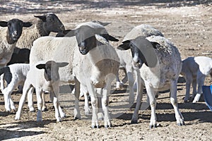 Flock of white Doper sheep with black heads