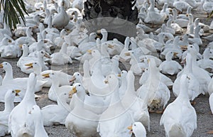 Flock of white ducks at the farm.