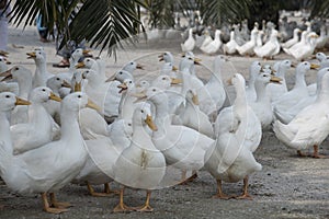 Flock of white ducks at the farm.
