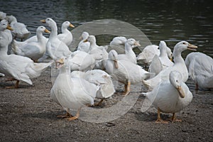 Flock of white ducks at the farm.