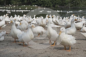 Flock of white ducks at the farm.