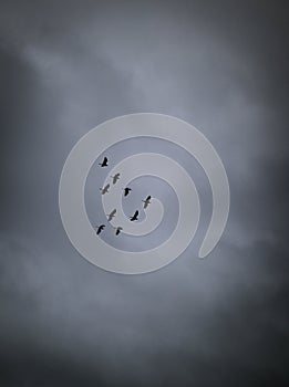 a flock of white egret birds