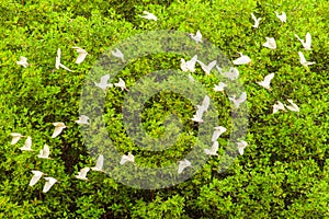 Flock Of White Egrets