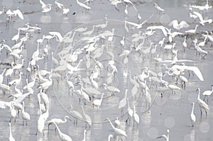 A flock of white egrets foraging in natural water sources