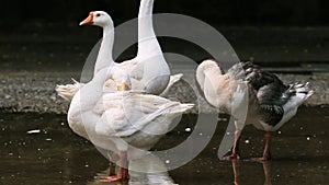 Flock of white feather goose preening plumage on wet ground