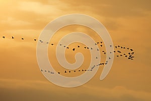 Flock of white-fronted geese