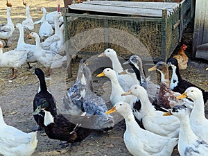 Flock of white geese and ducks in a poultry farm, bird care, many birds
